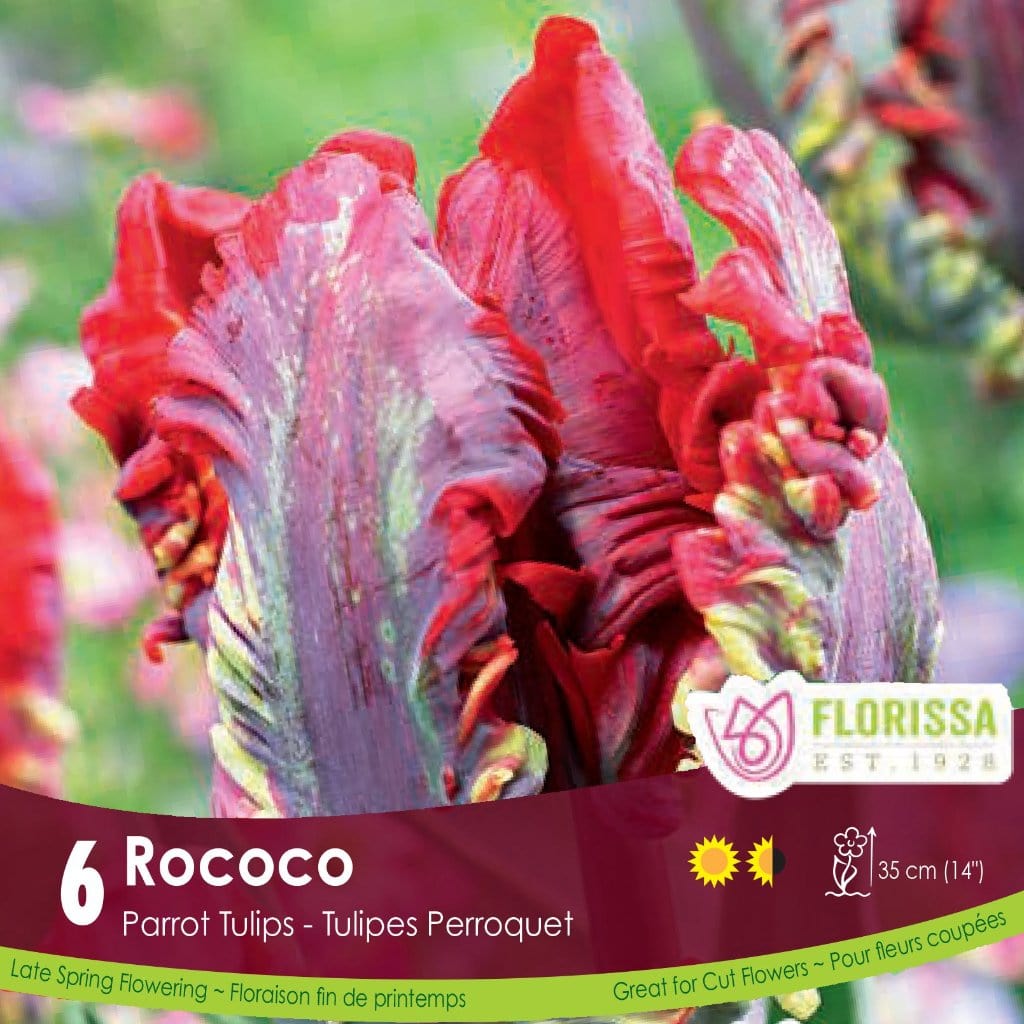 Red and Green Parrot Tulip Rococo