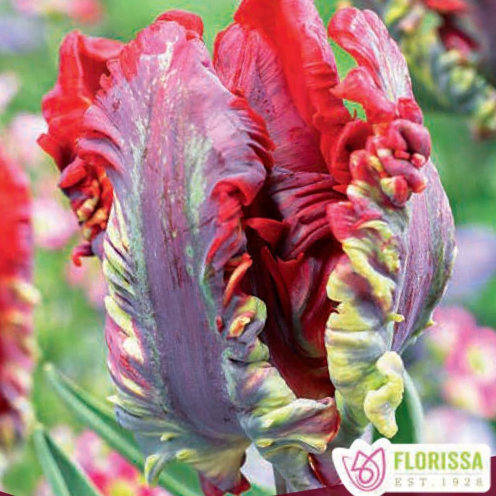 Red and Green Parrot Tulip Rococo