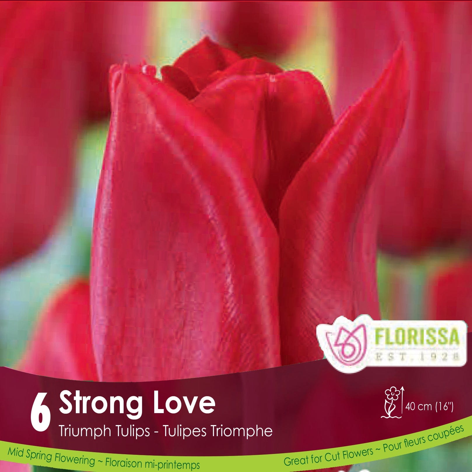 Red Triumph Tulip Strong Love