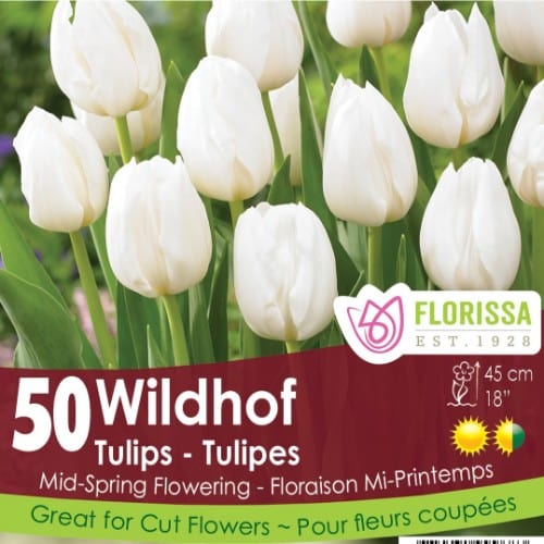 Tulipe Wildhof (Zone : 3) (Paquet de 50 bulbes) - Floralies Jouvence