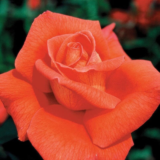 Voodoo - Star Roses and Plants M. Van Noort & Sons Bulb Co Ltd