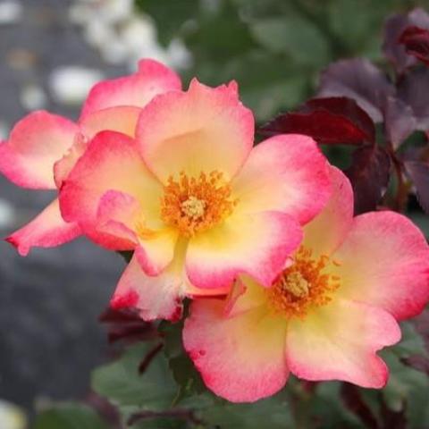 Watercolors Home Run - Weeks Rose