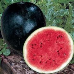 Watermelon Sugar Baby - Burpee Seeds