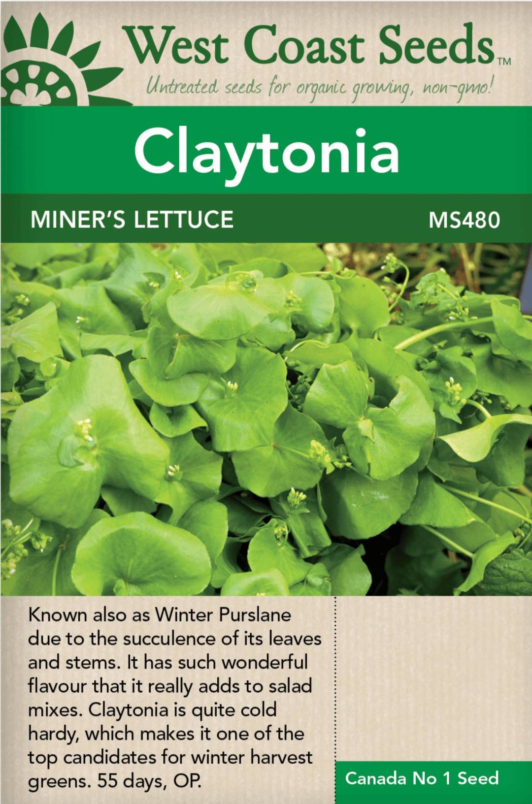 Wild Greens Miner's Lettuce - West Coast Seeds