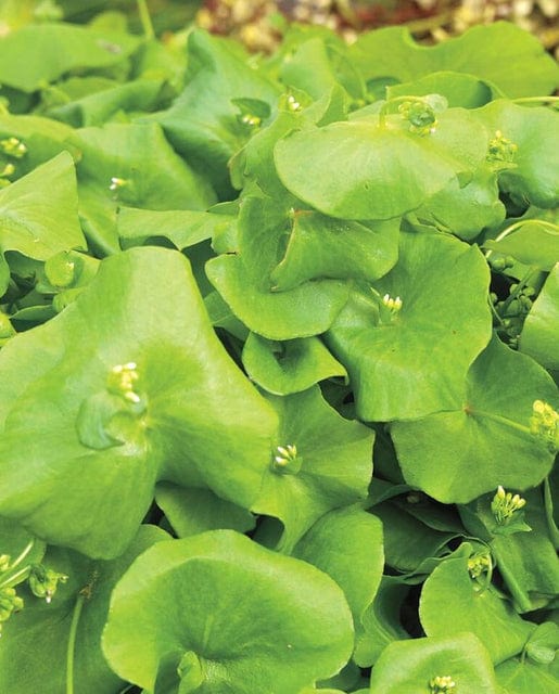 Wild Greens Miner's Lettuce - West Coast Seeds