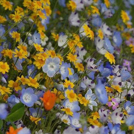 Wildflowers Lawn Alternative - West Coast Seeds
