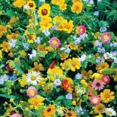 wildflower seed mix burpee Wildflowers Perennial Mix