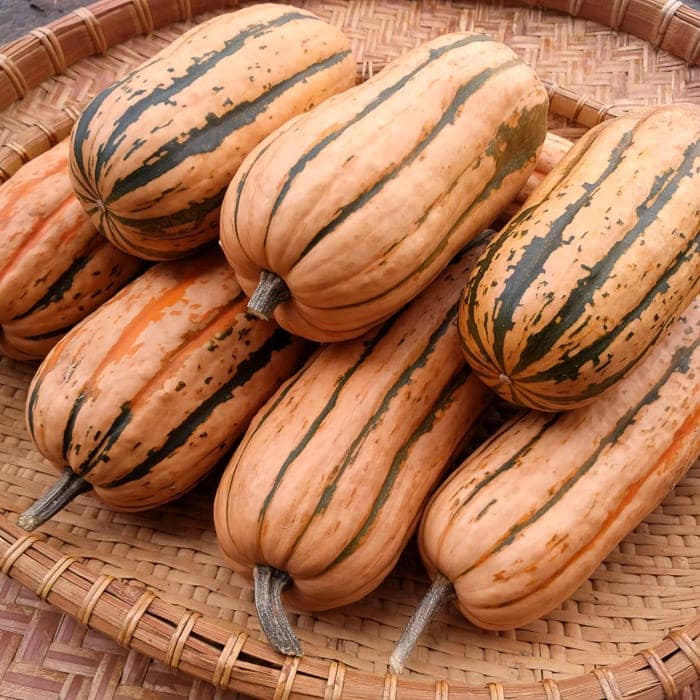 Squash Candystick Delicata - Salt Spring Seeds