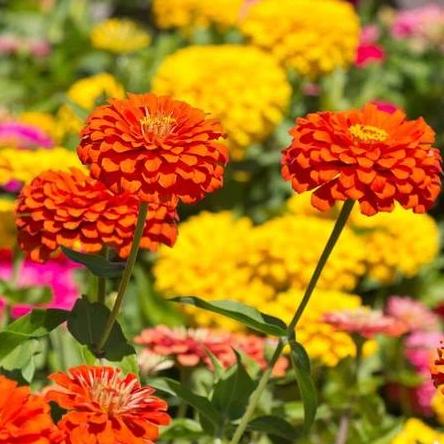 Zinnia Giant Blue Point - West Coast Seeds