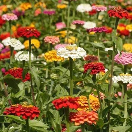 Zinnia Giant Blue Point - West Coast Seeds