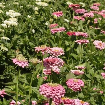Zinnia Giant Blue Point - West Coast Seeds