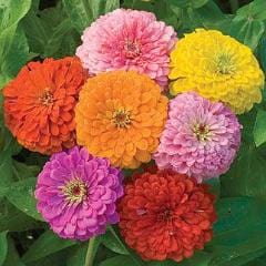 Zinnia Giant Flowered Mix - Burpee Seeds