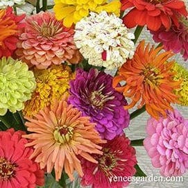 Zinnia Granny's Bouquet - Renee's Garden Seeds