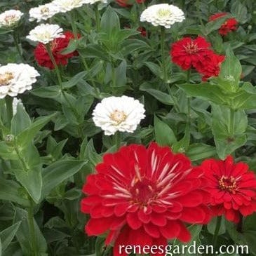 Zinnia Happy Birthday Mix - Renee's Garden Seeds