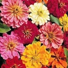 Zinnia State Fair - Cornucopia Seeds