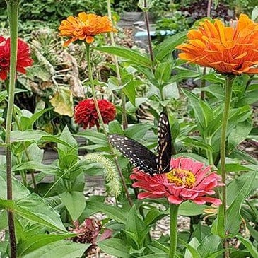 Zinnia State Fair Gold Medal - Renee's Garden Seeds
