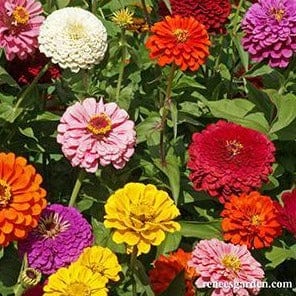 Zinnia State Fair Gold Medal - Renee's Garden Seeds