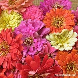 Zinnia State Fair Gold Medal - Renee's Garden Seeds
