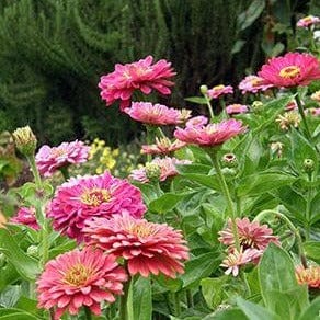 Zinnia State Fair Gold Medal - Renee's Garden Seeds