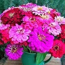 Zinnia State Fair Gold Medal - Renee's Garden Seeds