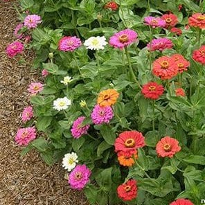Zinnia State Fair Gold Medal - Renee's Garden Seeds