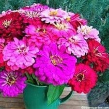 Zinnias Berry Basket - Renee's Garden Seeds