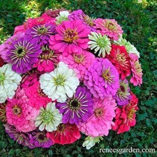 Zinnias Cool Crayon Mix - Renee's Garden Seeds