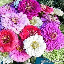 Zinnias Cool Crayon Mix - Renee's Garden Seeds