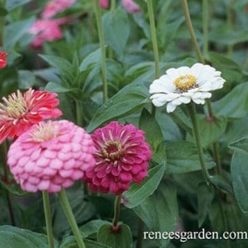 Zinnias Cool Crayon Mix - Renee's Garden Seeds