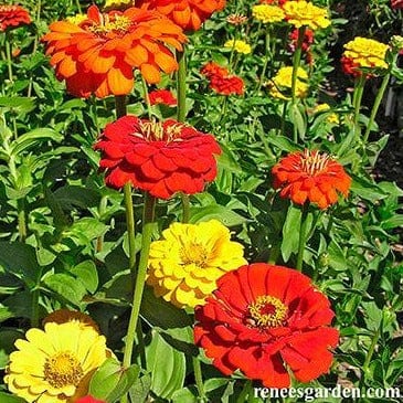 Zinnias Hot Crayon Mix - Renee's Garden Seeds