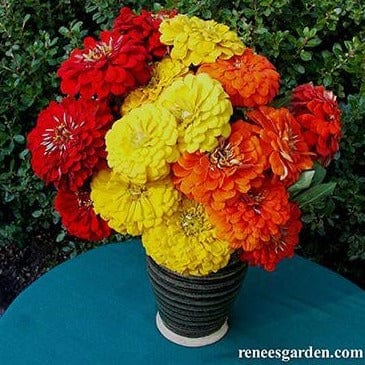 Zinnias Hot Crayon Mix - Renee's Garden Seeds