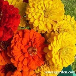 Zinnias Hot Crayon Mix - Renee's Garden Seeds