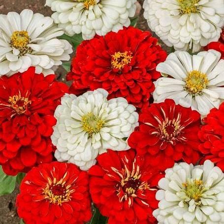 Zinnias Oh Canada! - West Coast Seeds