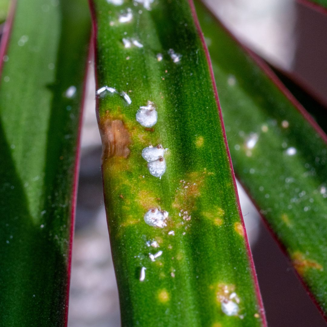 Mealybugs 101