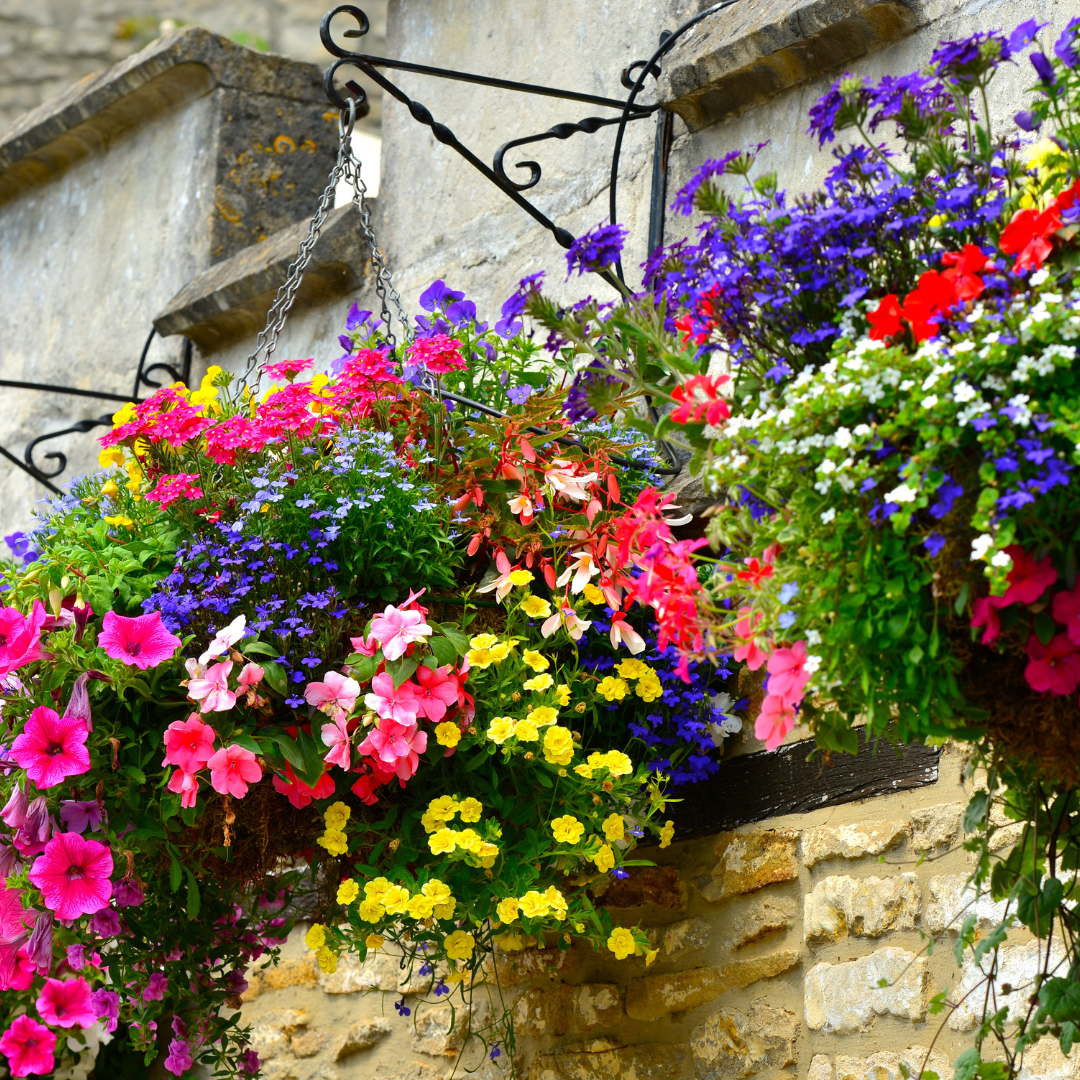 Top 5 Spring Hanging Baskets