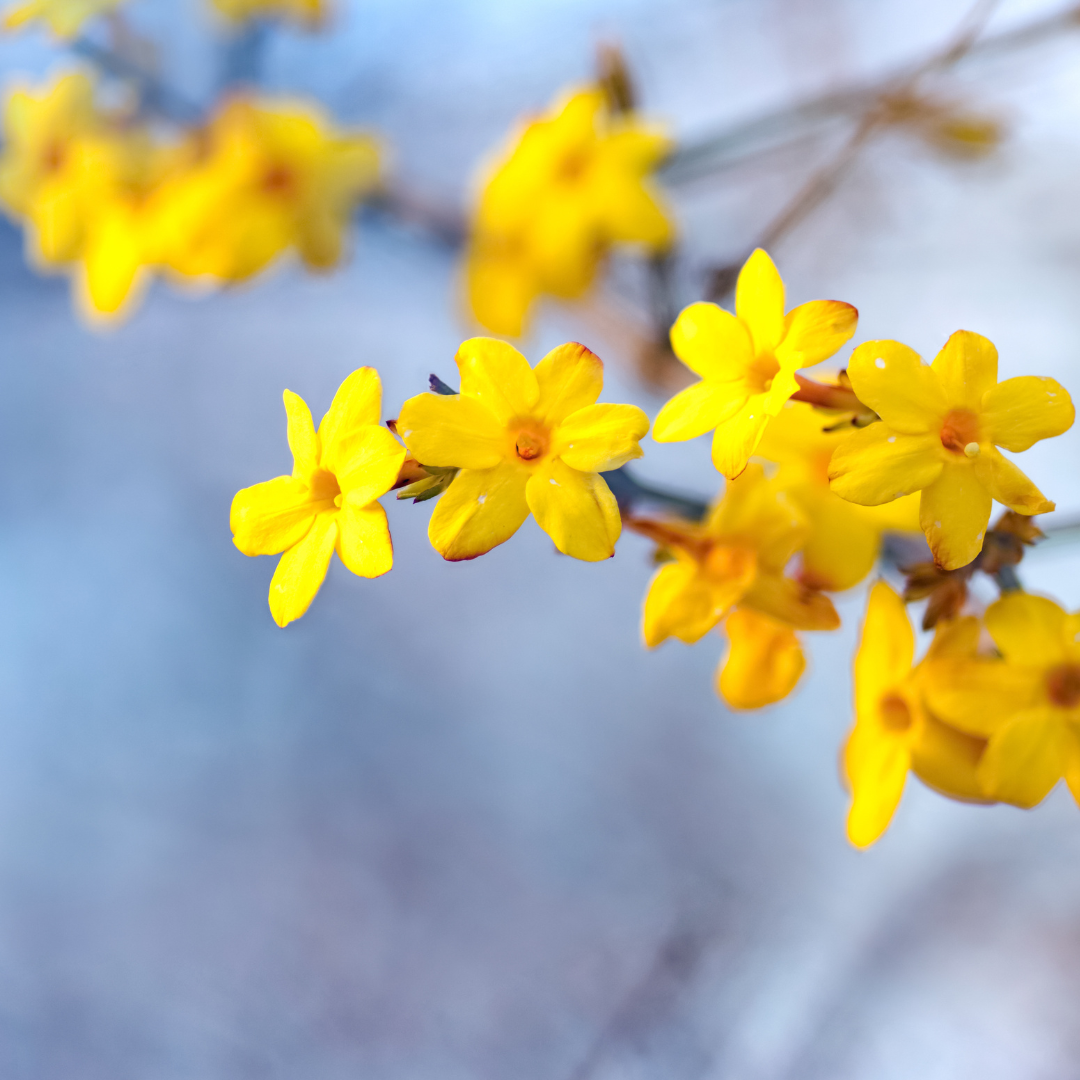 Winter Jasmine 101