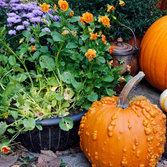 2022 October Gardening Tips