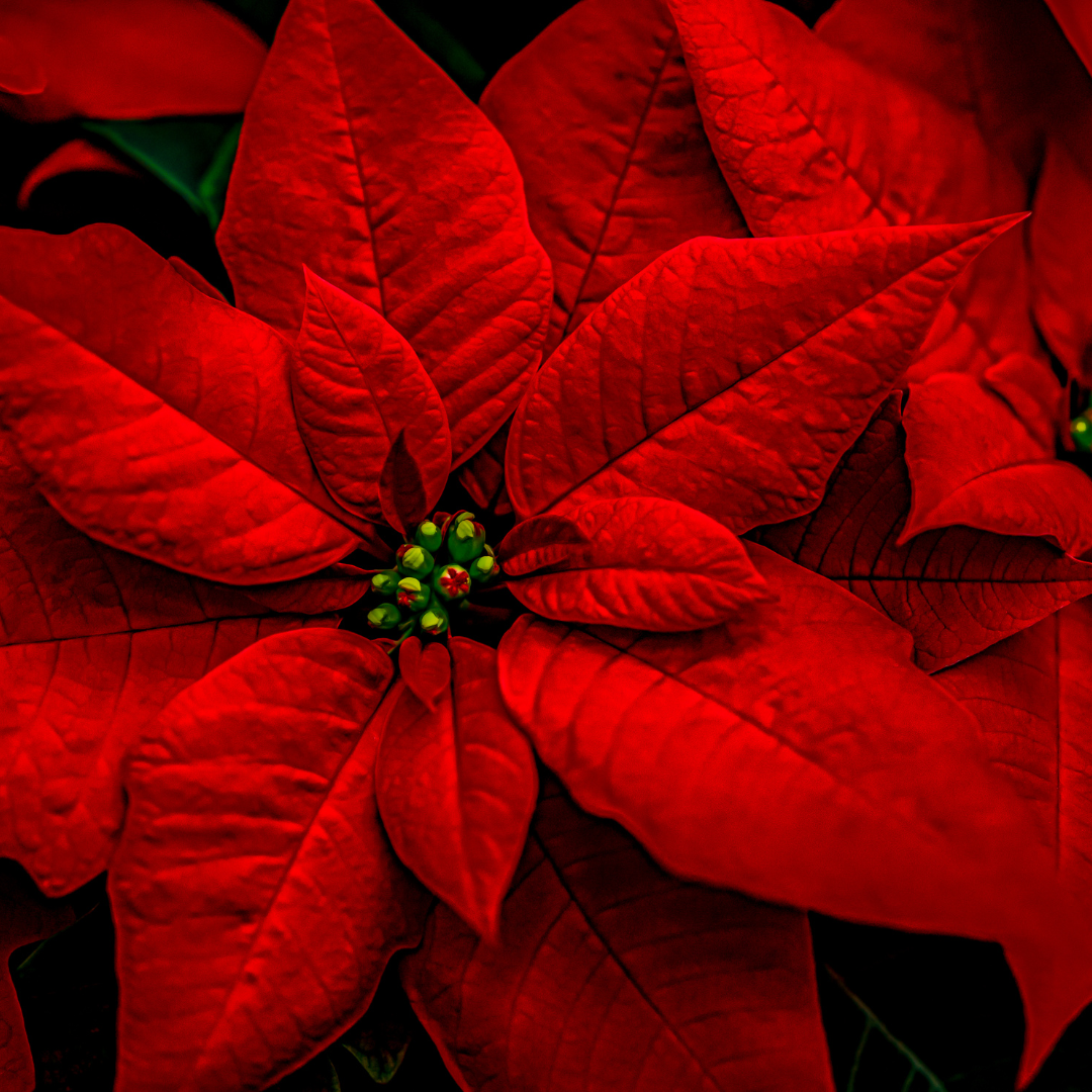 Poinsettia's  101