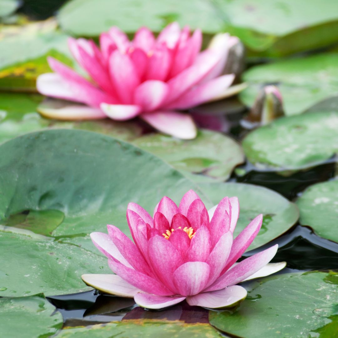 How To Grow Water Lilies