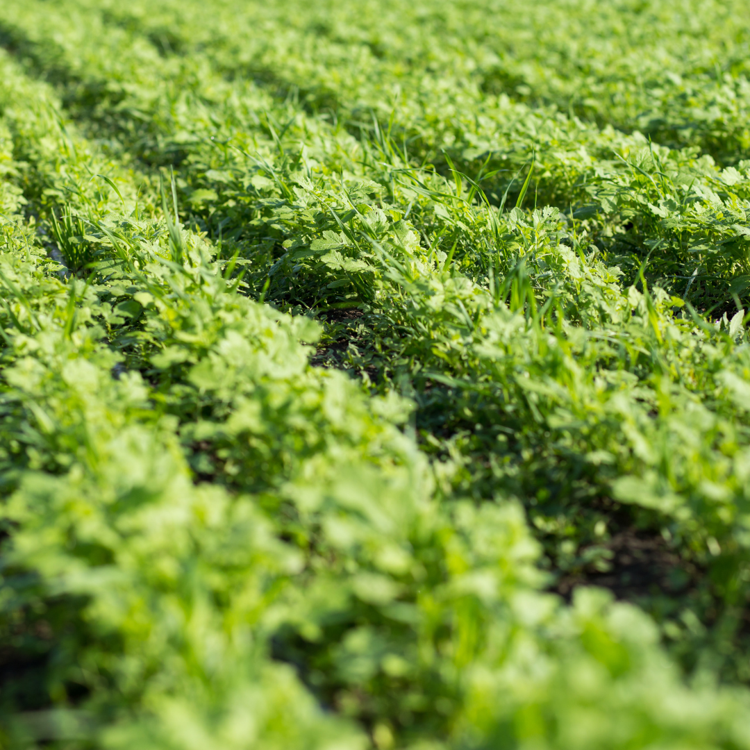 How To Cover Crop