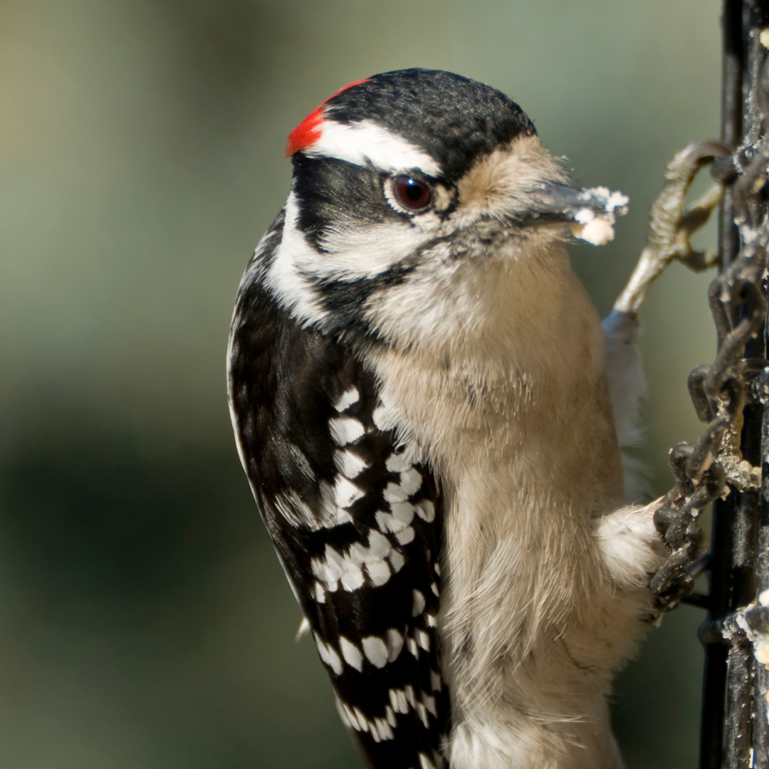 Top 5 Bird Feeding Mistakes