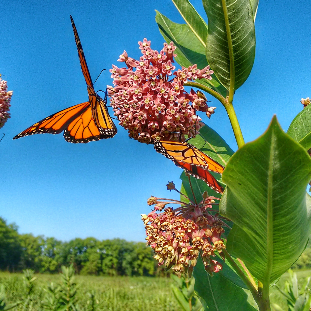 Milkweed 101