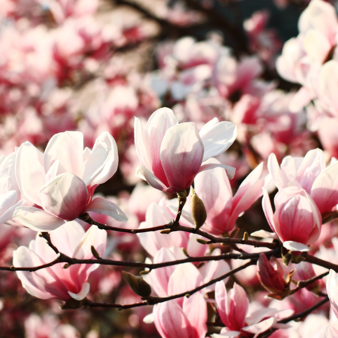 Magnolias Trees