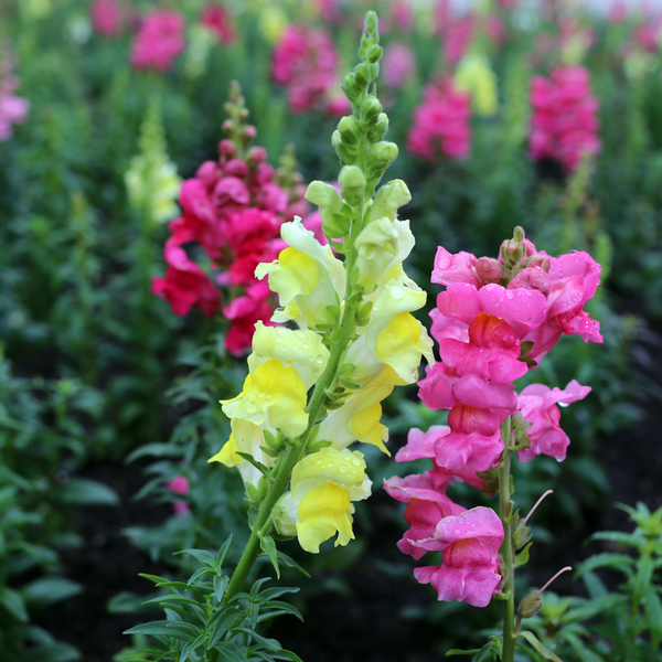 How to Grow: Snapdragons