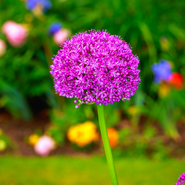 Allium 101