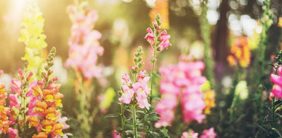 Top 10 Must-Have Perennials for Spring Blooms