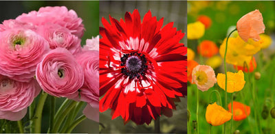 Flowers to Try Planting This Spring