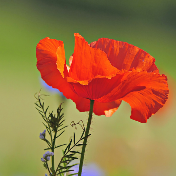The Remembrance Day Poppy 101