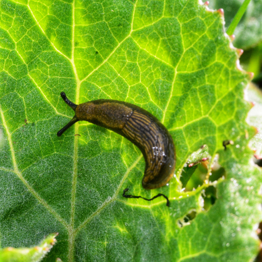 How To Treat Slugs