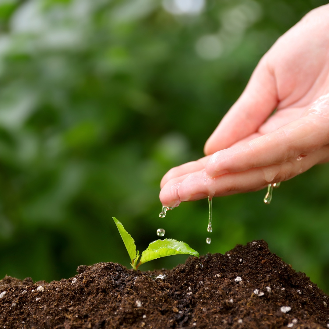 Summer Watering 101